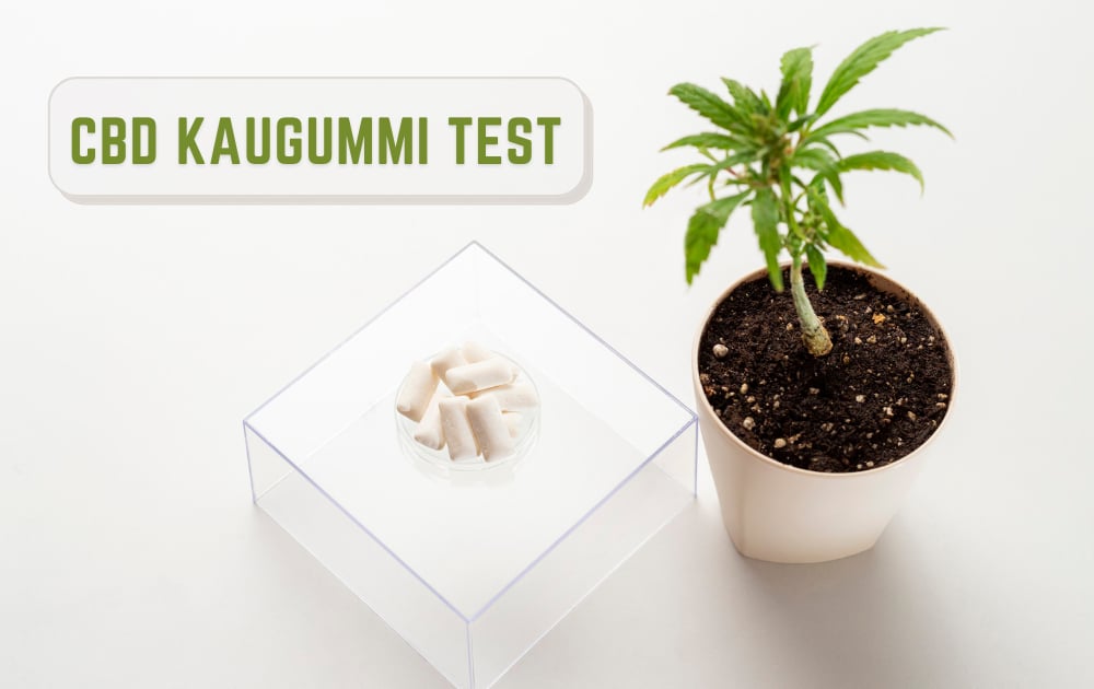 CBD kaugummi test