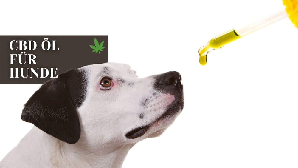 cbd öl hund
