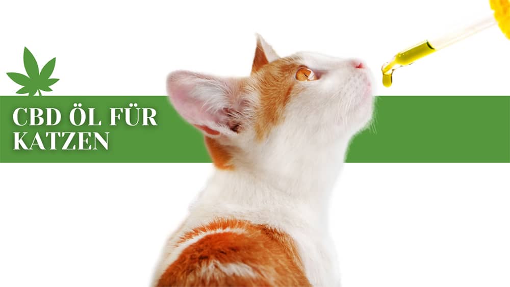cbd öl katze