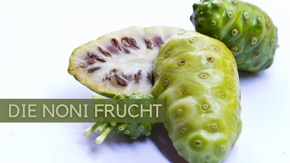 noni frucht